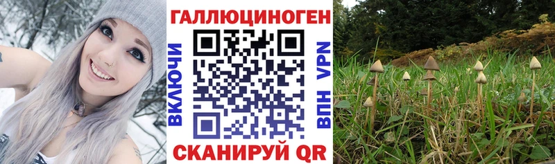 Купить  Москва  Галлюциногенные грибы Cubensis 